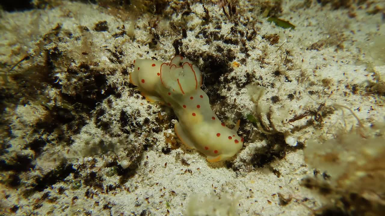 transparent chromodoris nudibranch with red spots at night