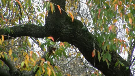 Large-branch-of-weeping-cherry-tree--in-autumn