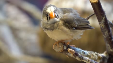 one grey and white finch on a free branch