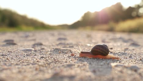 slow snail crossing a path at sunset macro