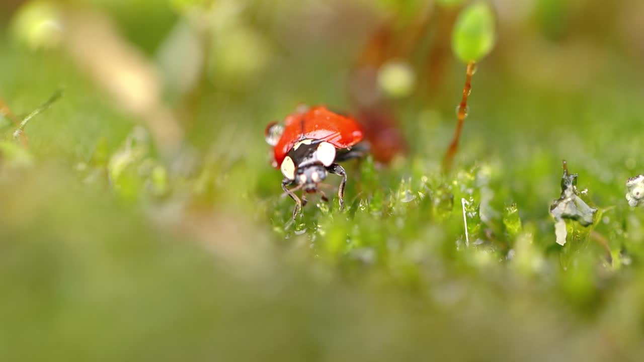 Close-up wildlife of a ladybug in the green grass in the forest