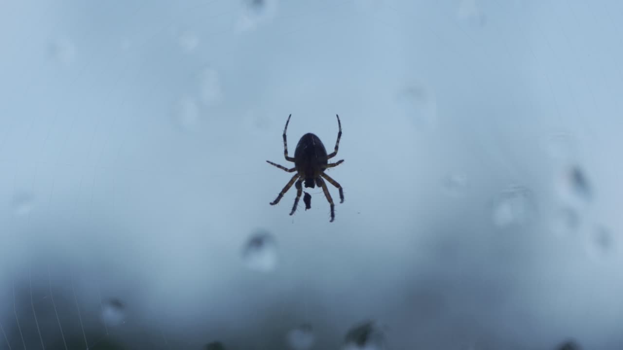 창에 대 한 웹에 갇힌 먹이를 향해 걷는 거꾸로 거미 실루엣