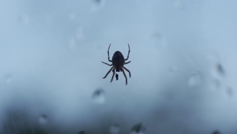 silueta de araña al revés caminando hacia una presa atrapada en la web contra la ventana