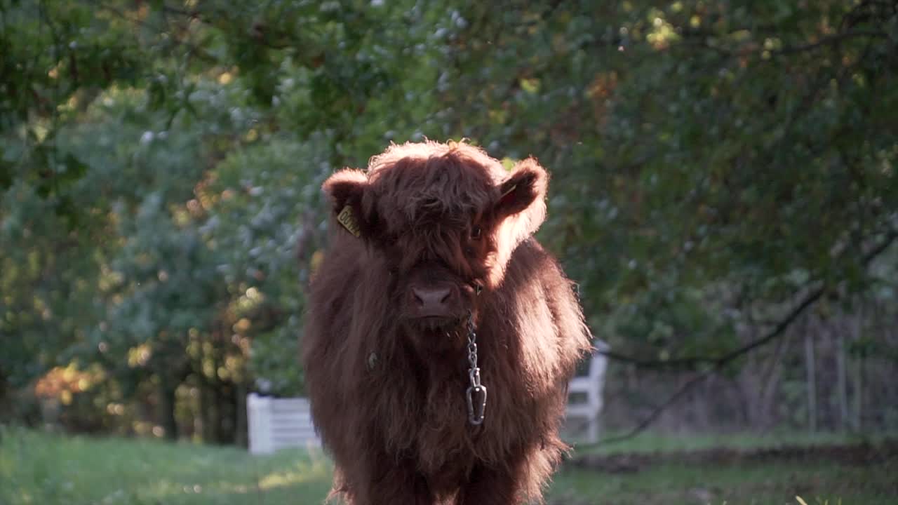 Bovini delle Highland scozzesi che camminano lentamente in avanti e poi si fermano