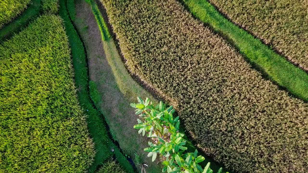 Rice terrace near Ubud in Bali, Indonesia