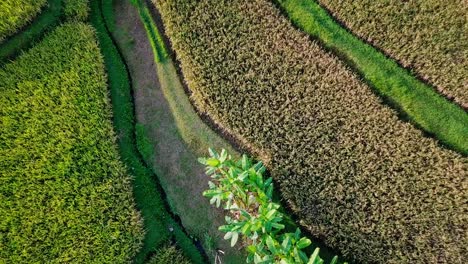 rice terrace near ubud in bali, indonesia
