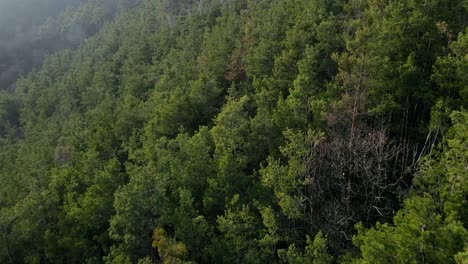 Volando-Sobre-El-Bosque-Con-Drone