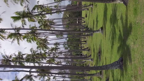 Carro-Inverso-A-Través-De-La-Plantación-De-Cocoteros-En-Isle-Of-Pines