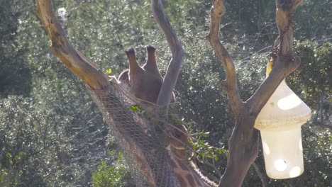 toma panorámica de una jirafa comiendo una pequeña rama de un árbol