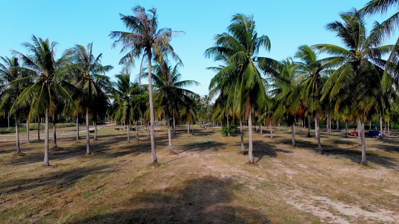 vuelo aéreo a través de un palmeral en tailandia