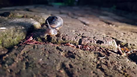 a garden snail is on the edge of a paving stone after a rainy day