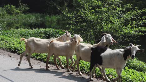 herd of goats walking and crossing a road