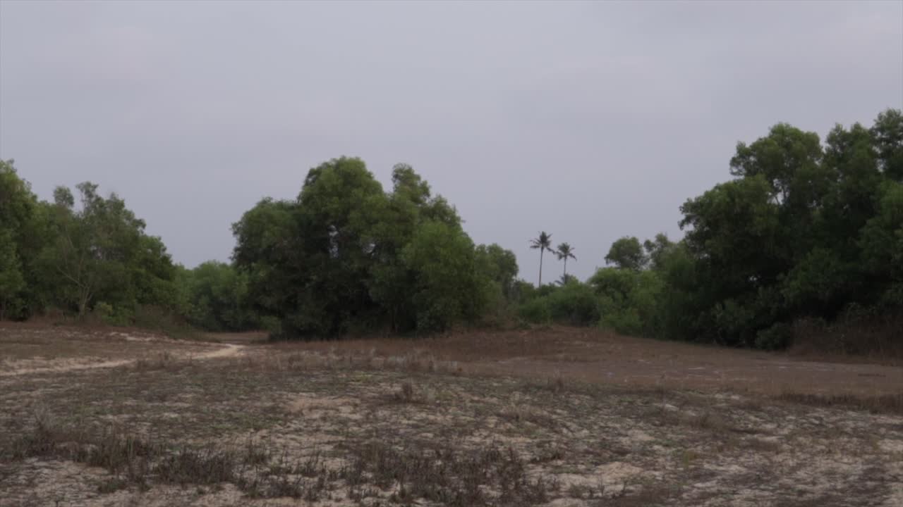día nublado en un campo abierto con bosque en el fondo y palmeras