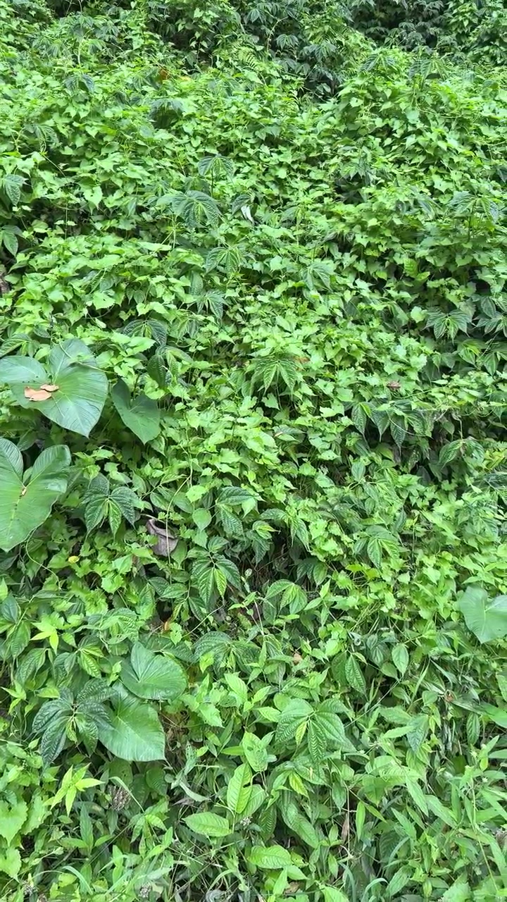 Vegetação Tropical Verde Exuberante e Folhagem em uma Floresta