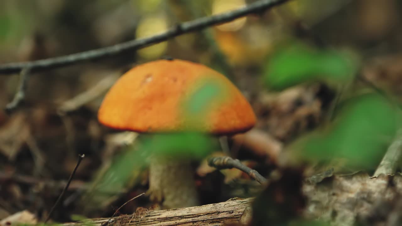 Autumn mushrooms in the forest sunlight in the forest