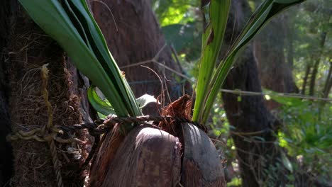 ants walking on a coconut that is tied to a tree