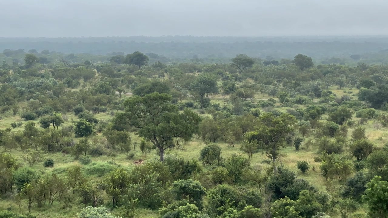 Tåget morgen over frodigt grønt i Kruger Nationalpark, Sydafrika