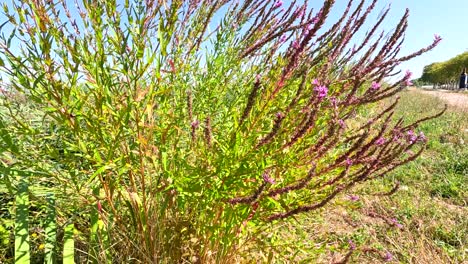 bienen interagieren mit lebendigen loosestrife-blüten