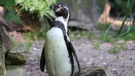 Pingüino-De-Humboldt-En-Un-Zoológico