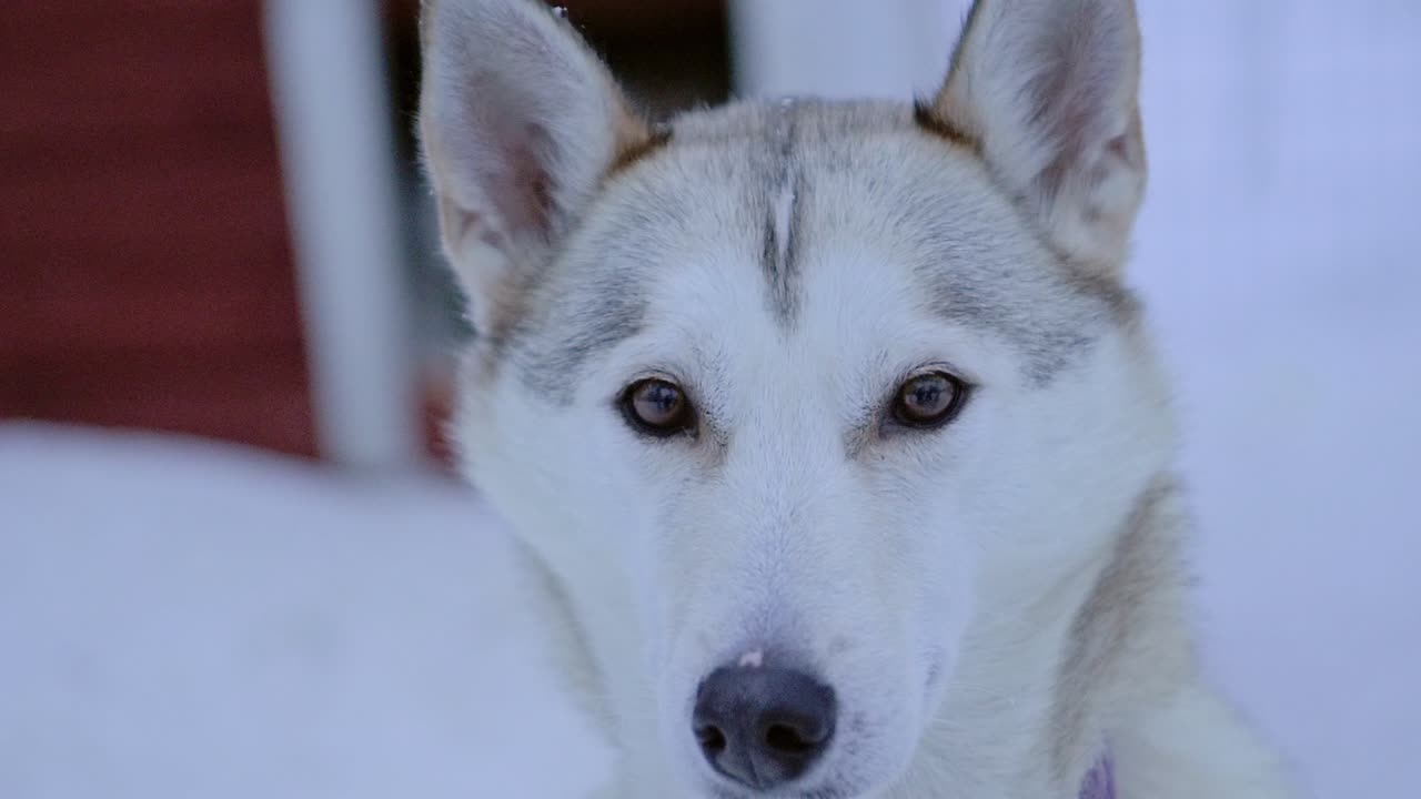눈 속의 허스키