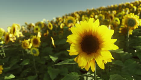 Viele-Leuchtend-Gelbe-Große-Sonnenblumen-Auf-Plantagenfeldern-Bei-Sonnenuntergang