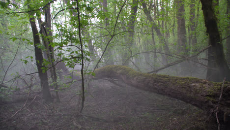 un árbol caído en medio de un bosque silencioso rodeado por la niebla de la mañana