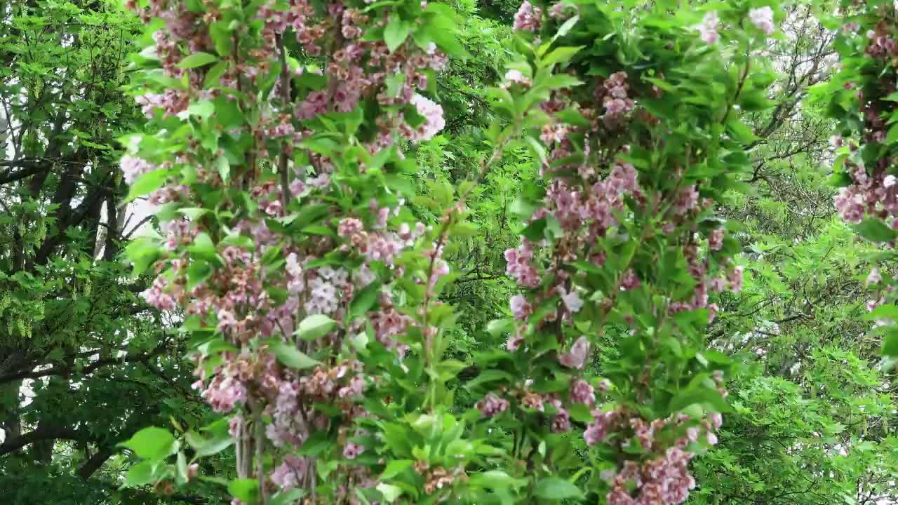 Finished cherry blossom on flagpole cherry trees in springtime. Prunus Amanogawa.
