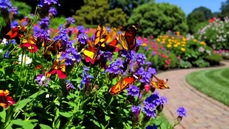colorful butterflies in a vibrant garden