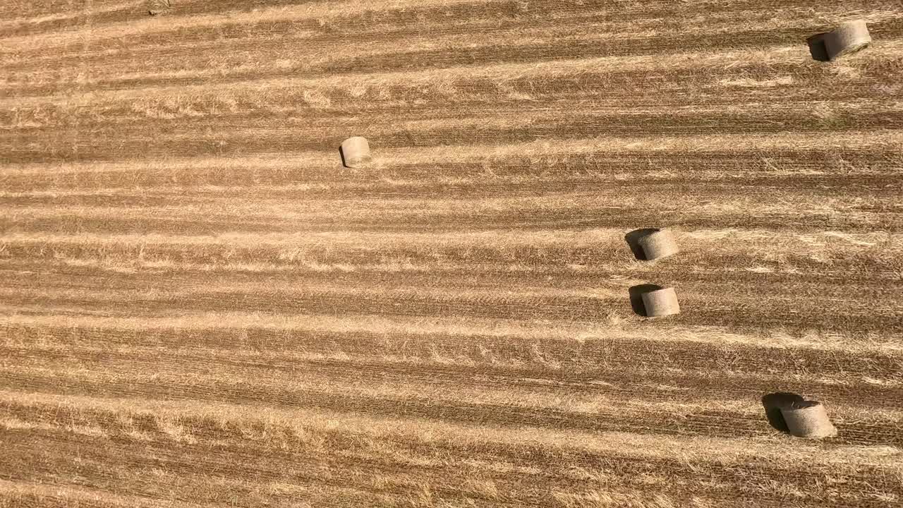 A seamless FPV drone flight glides over a harvested field with neatly arranged hay bales. The landscape features golden stubble rows under a bright blue sky, showcasing a picturesque rural scene.