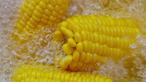 corn cobs in boiling hot water. maize has become a staple food in many parts of the world, with the total production of maize surpassing that of wheat or rice.