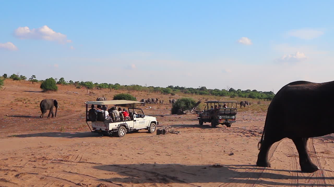 Large African Elephant walks among safari vehicles in Chobe, Botswana