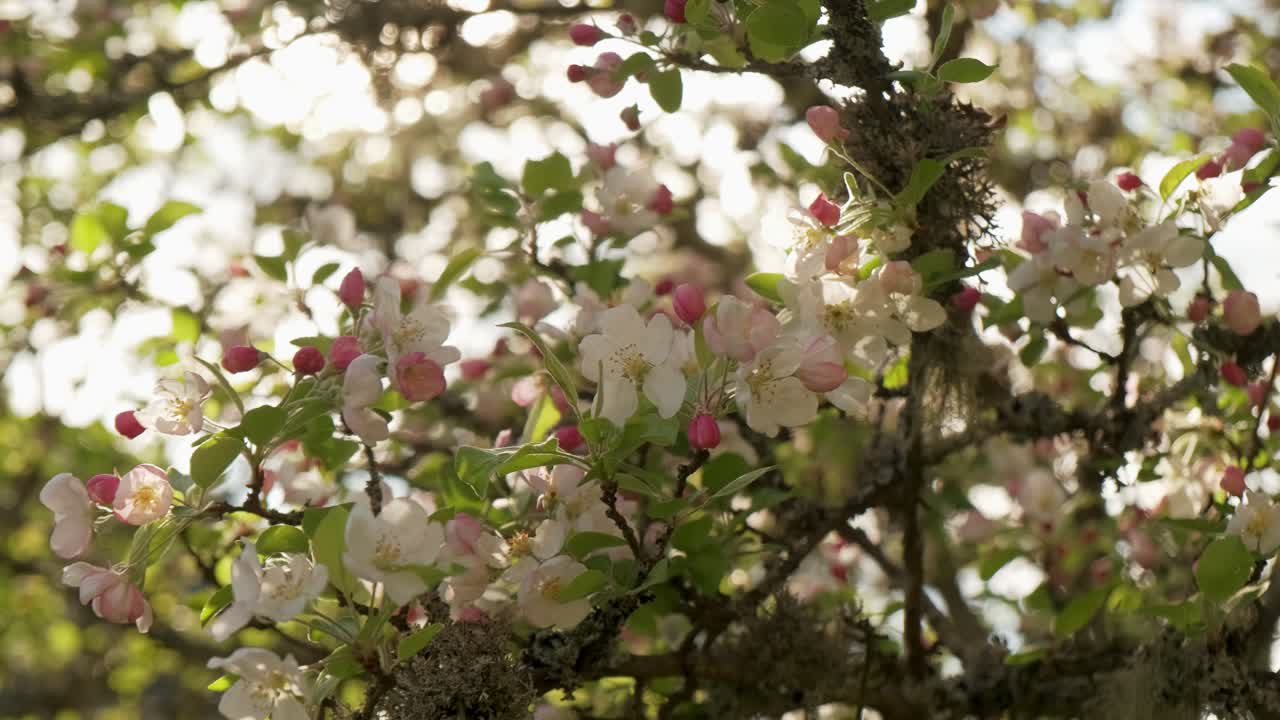Spring blooming crab apple tree in orchard detail shot in slow motion in Vosges France