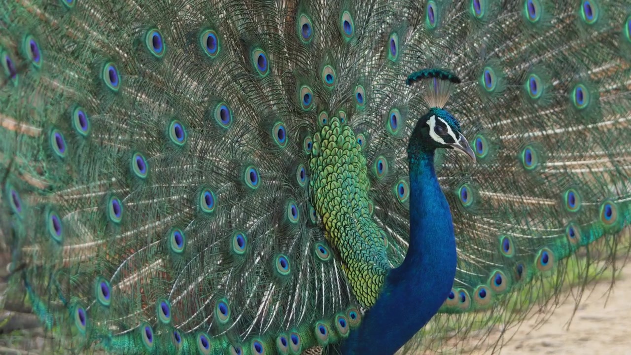Um pavão com suas penas totalmente estendidas em uma bela exibição, capturado em câmera lenta. Filmagem da vida selvagem destacando a plumagem vibrante da ave, movimento gracioso e comportamento natural ao ar livre