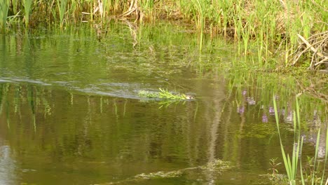 Bisamratte-Schwimmt-Mit-Einer-Ansammlung-Von-Durch-Das-Sumpfige-Wasser