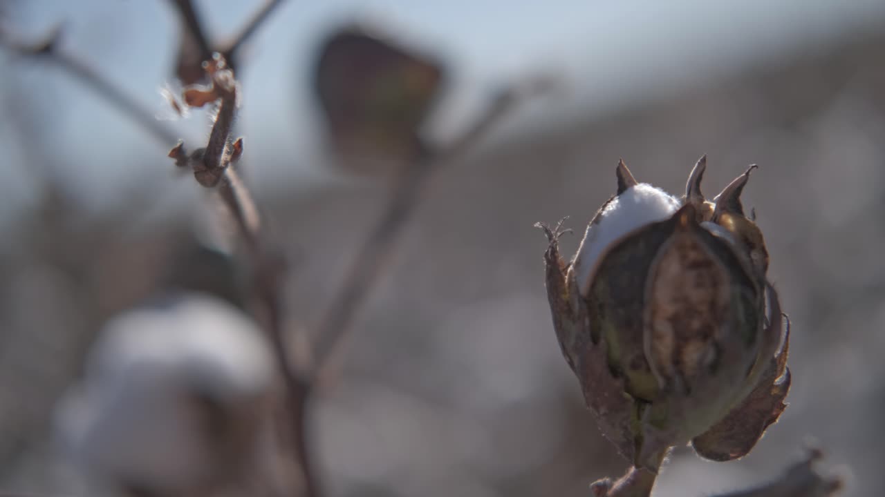 un primerísimo plano de un capullo de algodón floreciente, en una rama meciéndose en el viento
