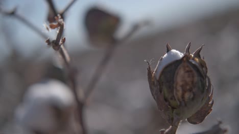 extreme close up of a cotton bud flourishing, on a branch swaying in the wind