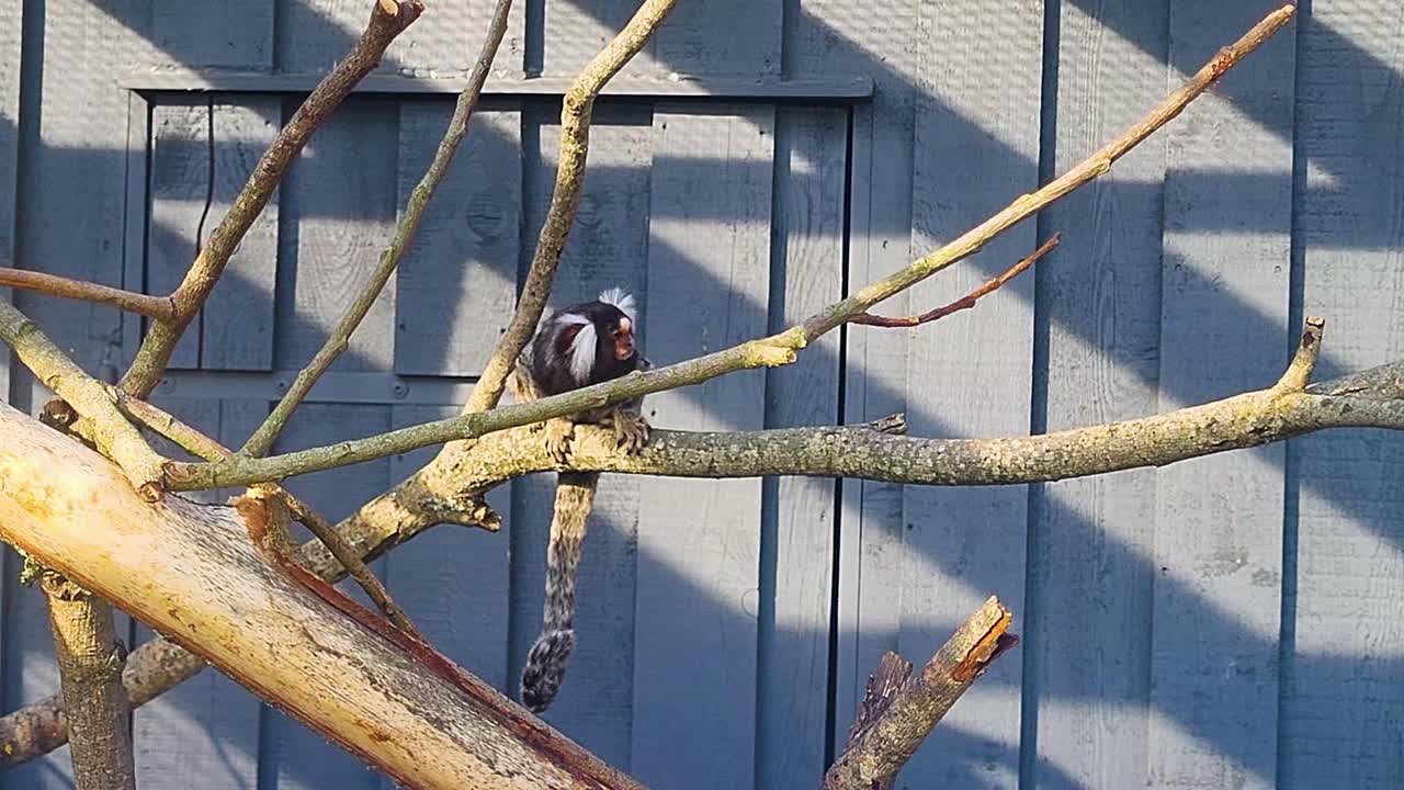Marmoset monkey sitting on tree branch with grey wall background, small exotic primate in natural habitat, tropical wildlife closeup footage, adorable monkey resting outdoors in jungle environment