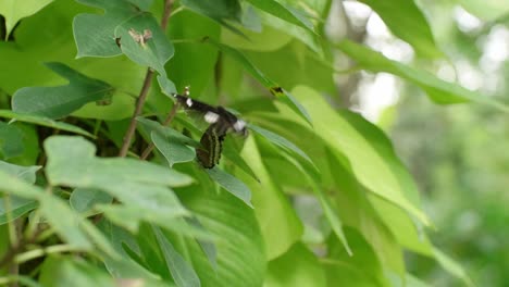 butterfly on the branch in the natural garden