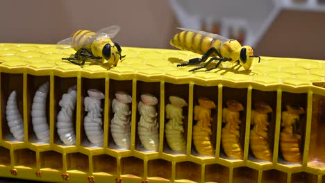 4K:-Beehive-model-for-the-honey-farming-business,-Honey-Bees-Model,-The-honey-bee-life-cycle,-Honey-Industry,-United-Arab-Emirates