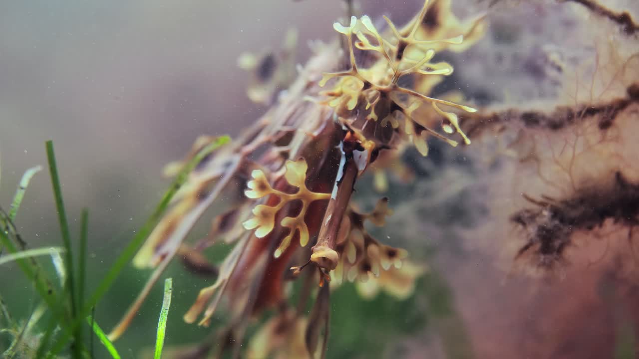 dragón de mar frondoso con huevos macro primeros planos 4k cámara lenta