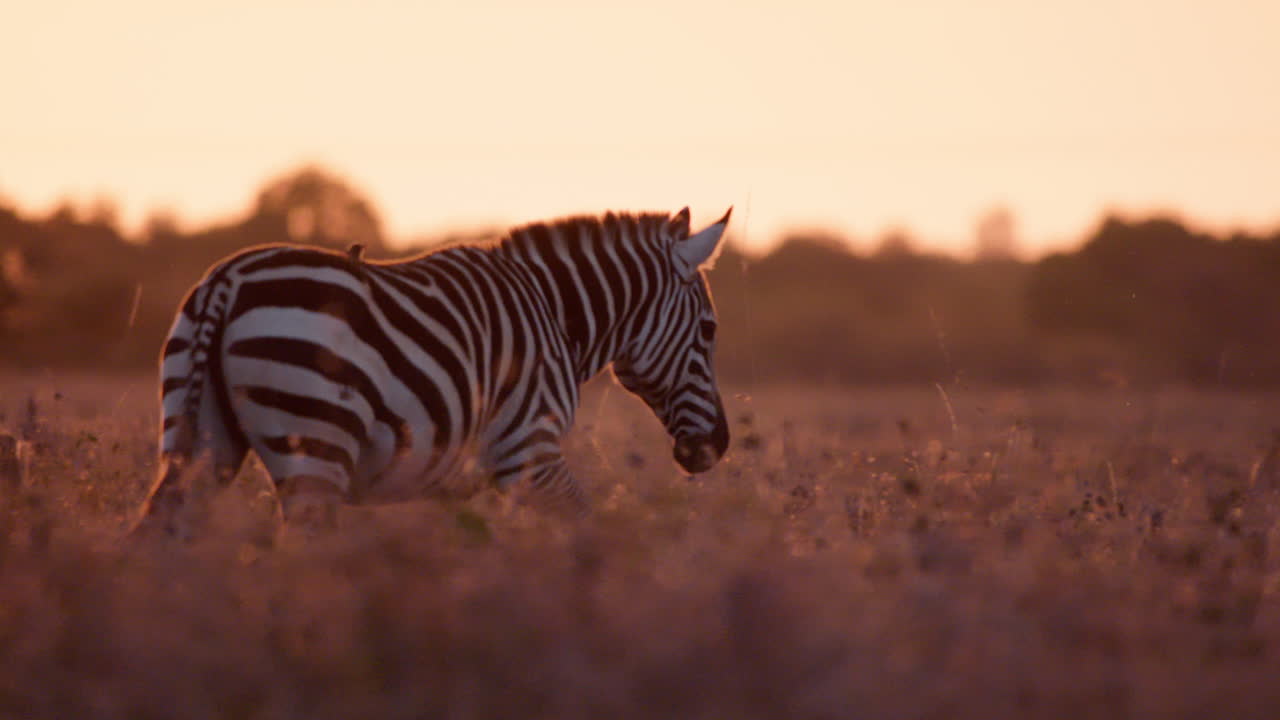 Campo lungo di una zebra che cammina nelle pianure mentre un bufaga si aggrappa al suo addome.