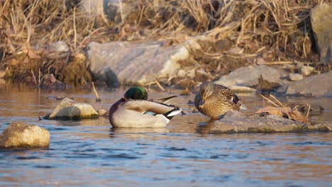 Die-Weibliche-Stockente-Trinkt-Wasser-Aus-Dem-Fließenden-Fluss,-Während-Die-Männliche-Ente-Sich-Putzt