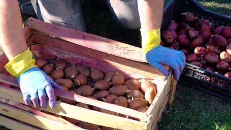 el agricultor prepara las patatas para plantarlas. clasifica las semillas en la caja.