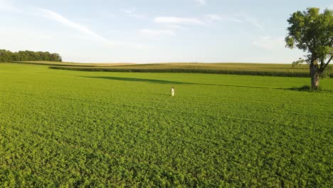 Una-Chica-Caminando-Con-Un-Precioso-Vestido-En-Un-Campo-Agrícola-Durante-Una-Tarde-De-Verano.