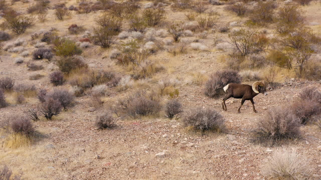 borrego cimarrón en el desierto seco y árido de nevada, el dron sigue a un animal salvaje en su hábitat natural