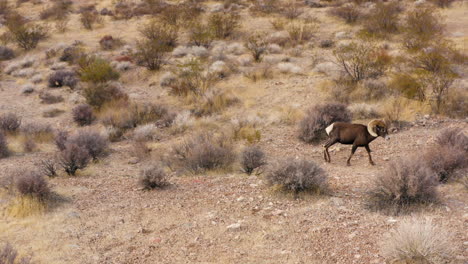 bighorn sheep in dry arid desert of nevada, drone follow wild animal in its natural habitat