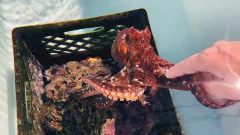 Octopus-in-captivity-reaches-with-tentacles-and-touches-hand---Fun-experience
