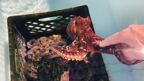 pulpo en cautiverio alcanza con tentáculos y toca la mano - experiencia divertida