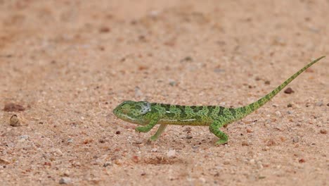 a flap-neck chameleon walking past in front of the camera in a jerky manner, kruger national park