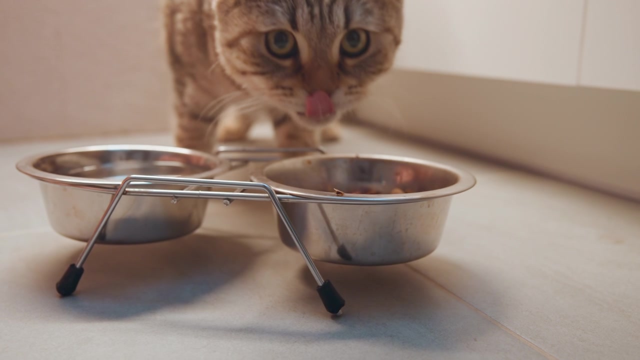 Gato atigrado reservado examina recipientes de metal en silencio. Gato doméstico alerta inspecciona cuencos brillantes sobre superficie de azulejos. Felino cuidadoso examina vajilla metálica mientras el dueño presenta golosinas nutritivas con expectación